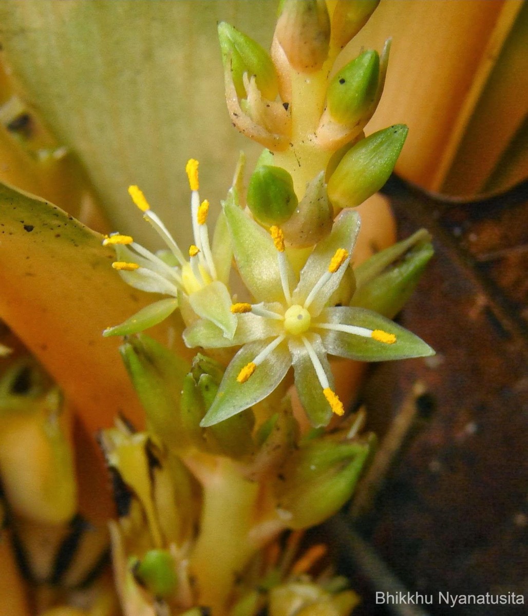 Chlorophytum orchidastrum Lindl.